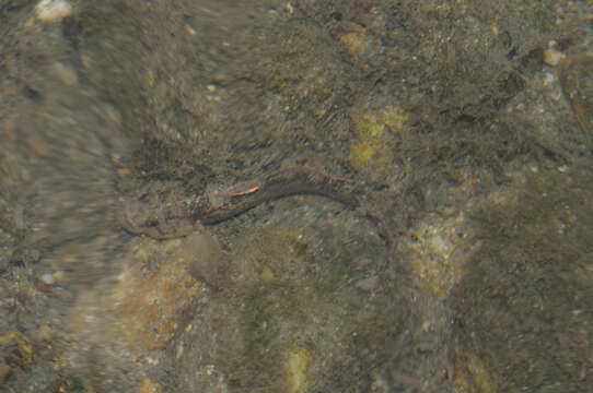 Image of Common goby