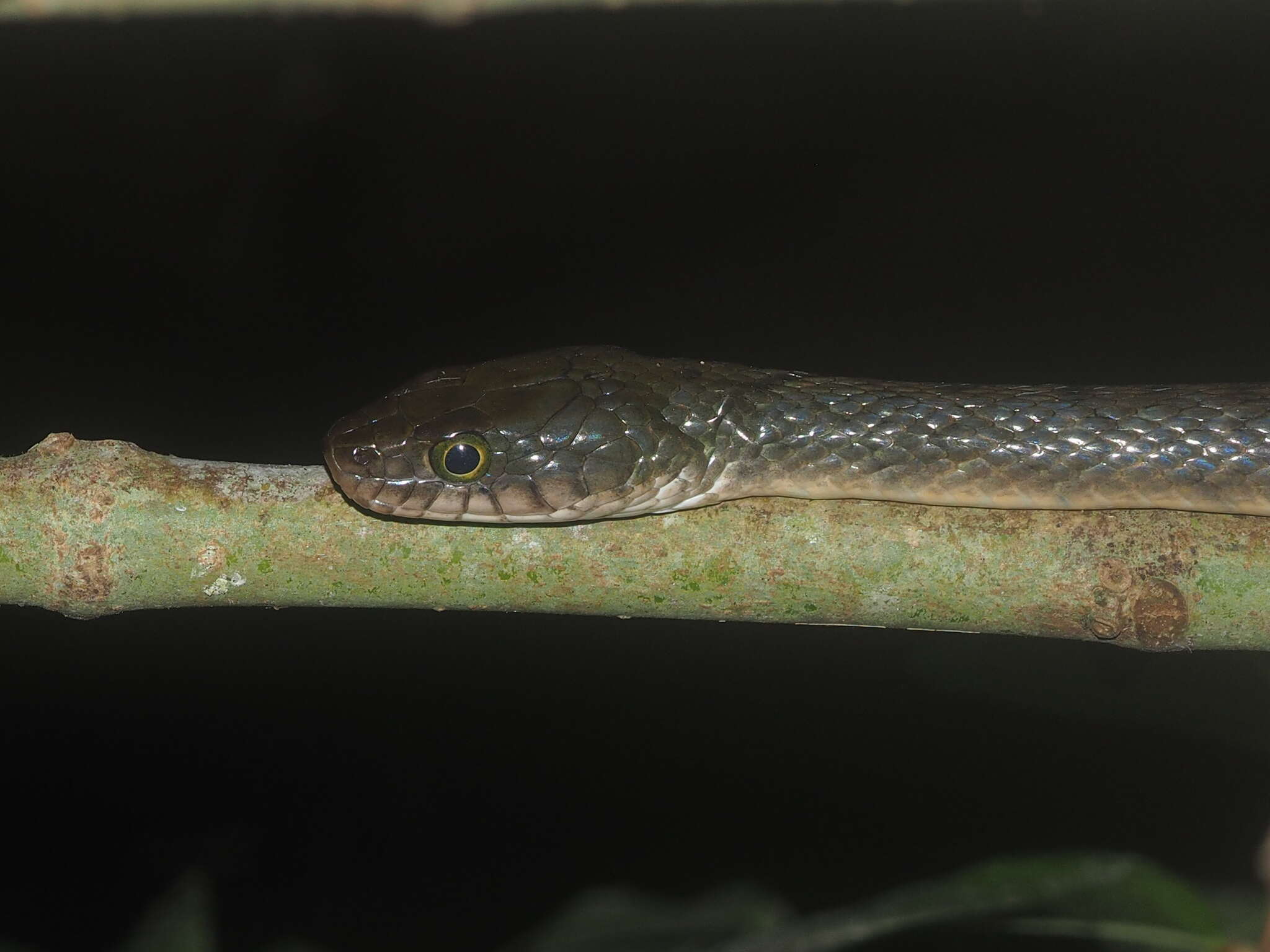 Image of Red-sided Keelback Water Snake