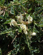 Image of Astragalus genargenteus Moris