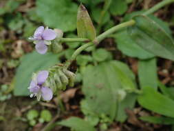 Murdannia bracteata (C. B. Clarke) J. K. Morton ex D. Y. Hong的圖片