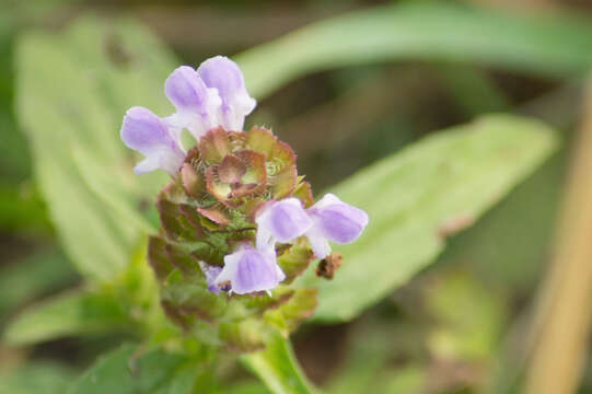 Image of lance selfheal