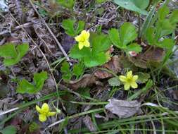 Image of Appalachian barren strawberry