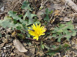 Image of Taraxacum mongolicum Hand.-Mazz.