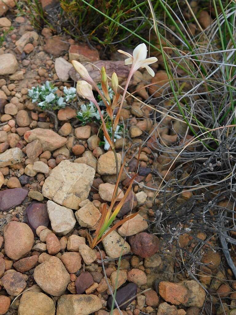 Image of Tritonia cooperi (Baker) Klatt