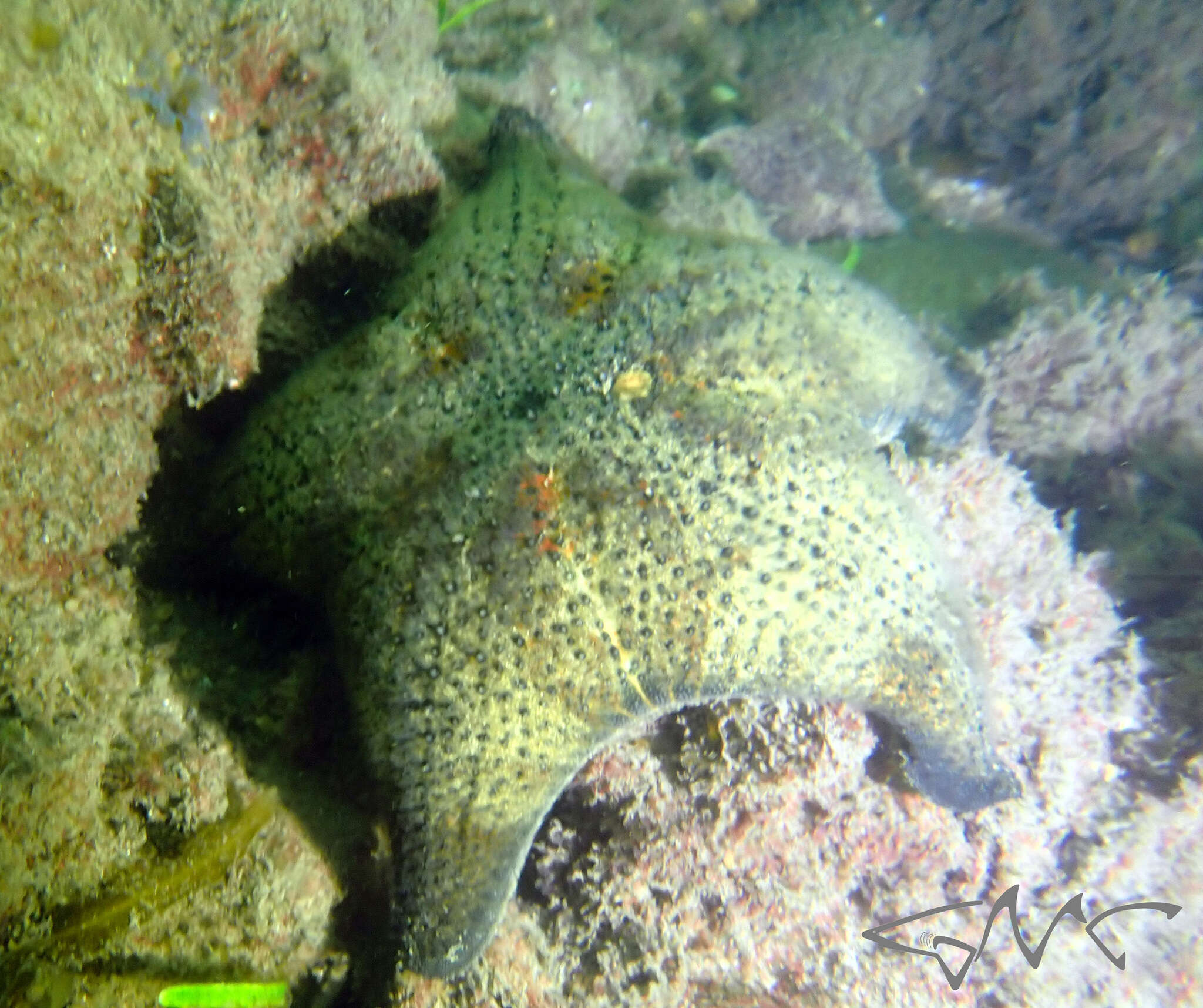 Image of <i>Anthenea sidneyensis</i>