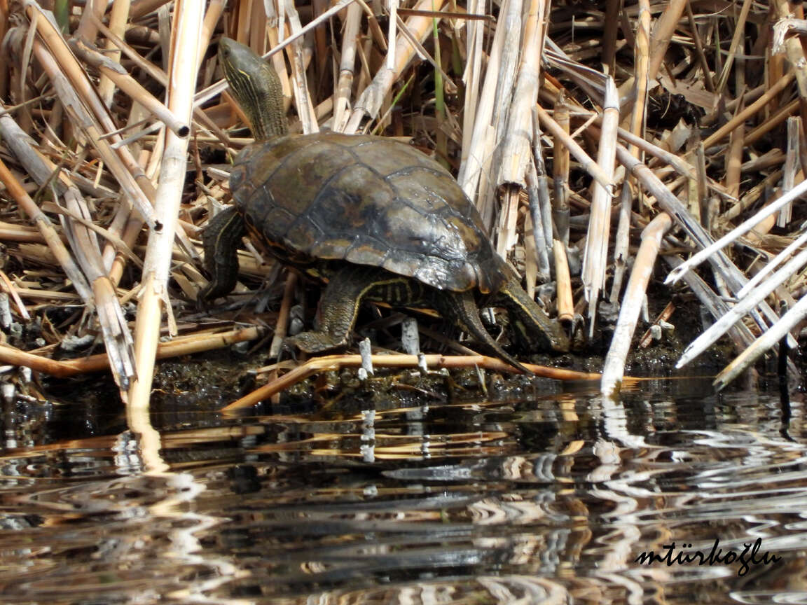 Image of Caspian turtle