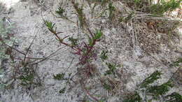 Image of Lampranthus tenuifolius (L.) N. E. Br.