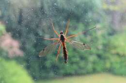 Image of Ctenophora (Ctenophora) pectinicornis (Linnaeus 1758)