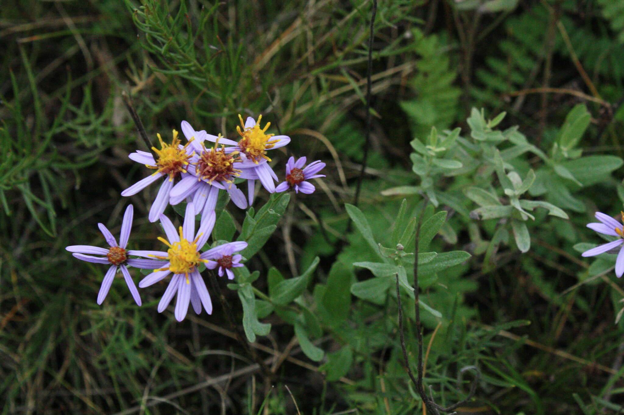 Image of Galatella cana (Waldst. & Kit.) Nees