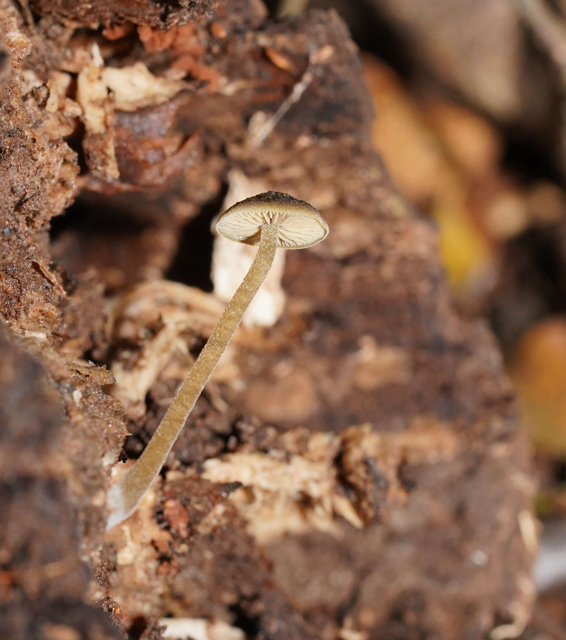 Слика од Simocybe phlebophora E. Horak 1980