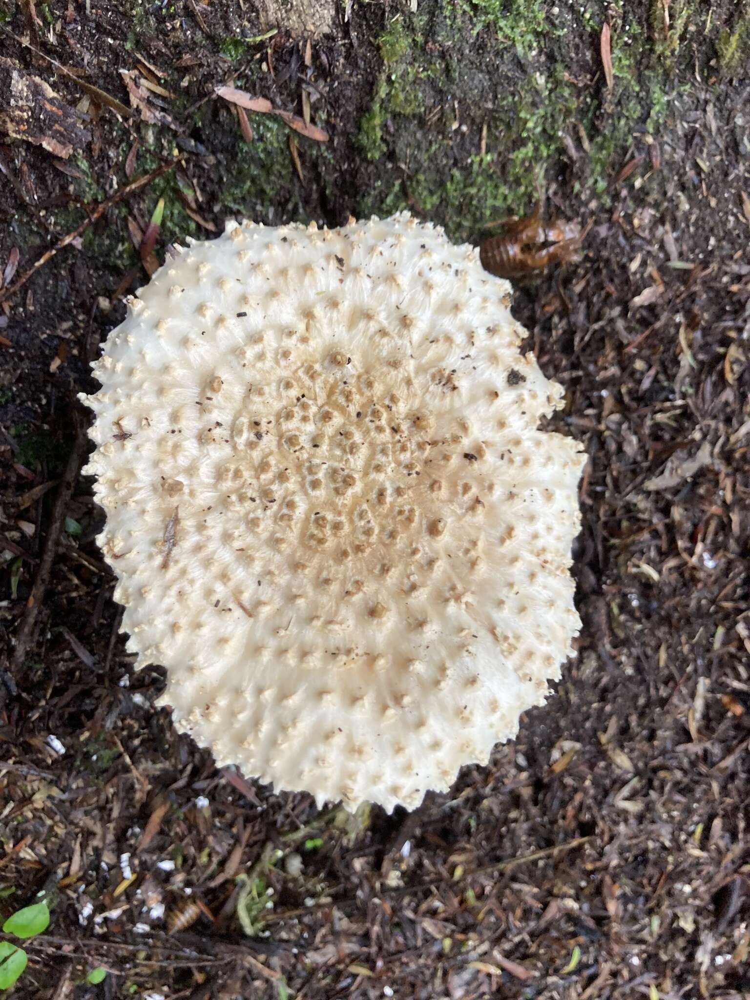 Image of Amanita pareparina G. S. Ridl. 1991