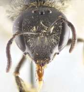 Image of Bee