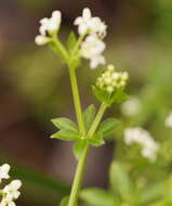 Image of Asperula euryphylla Airy Shaw & Turrill