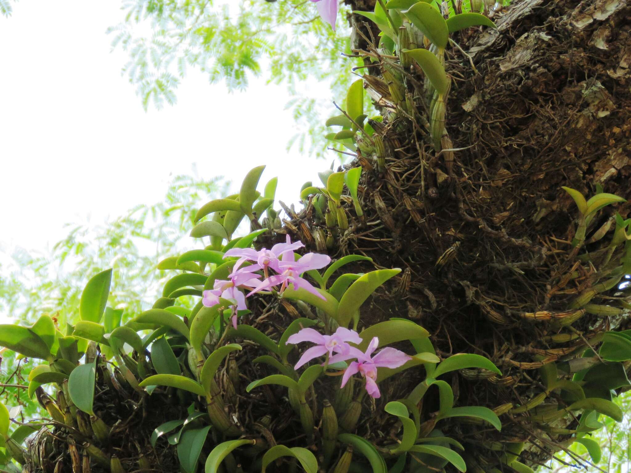 Image of Cattleya nobilior Rchb. fil.