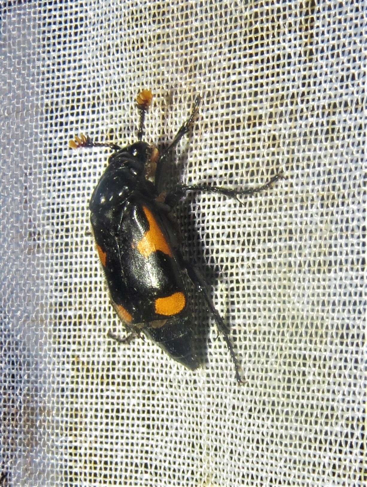 Image of Nicrophorus (Nicrophorus) quadrimaculatus (Matthews & A. 1887)