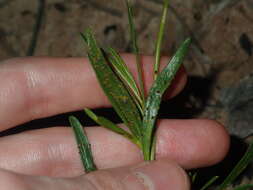 Image of Granite Boronia