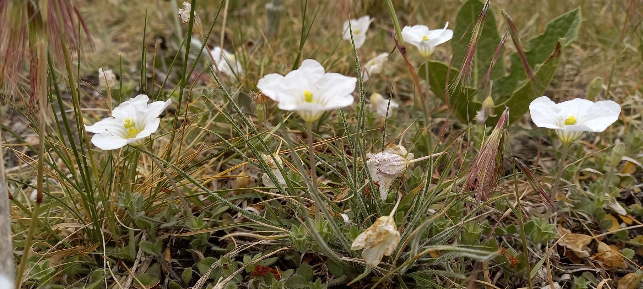 Image of Nierembergia calycina Hook.