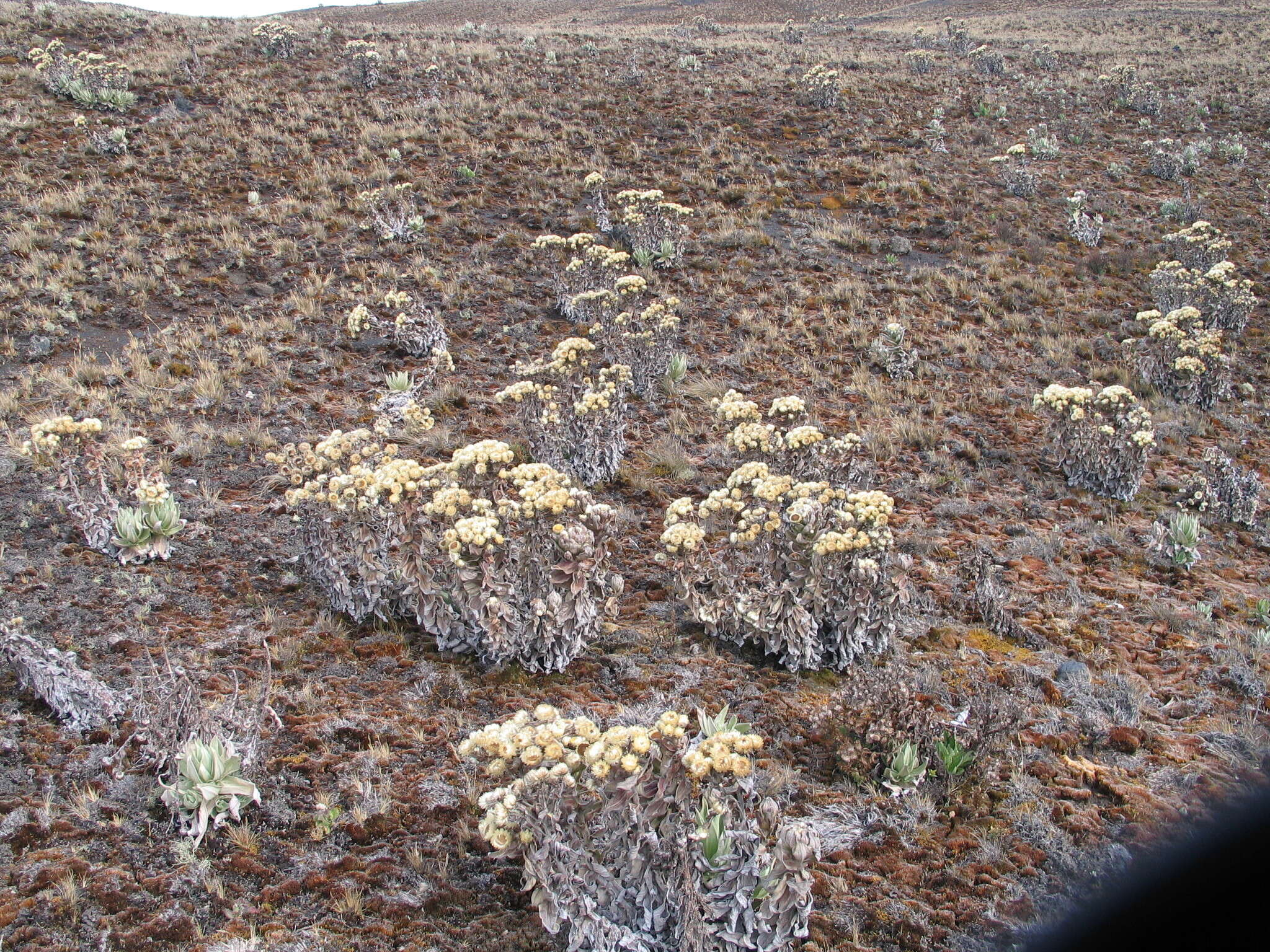 Image de Helichrysum mannii Hook. fil.