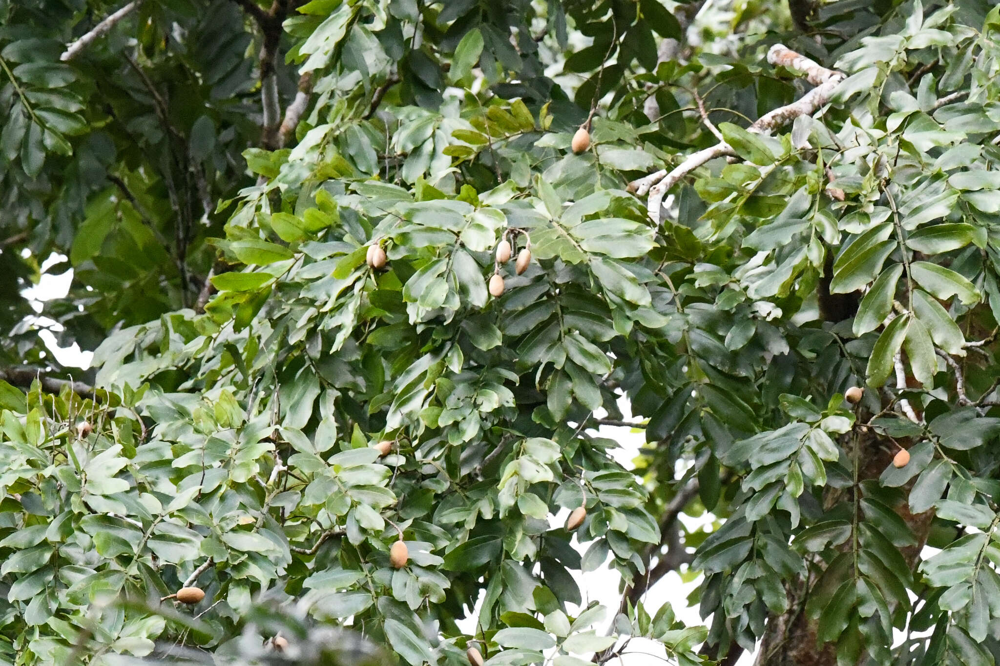 Слика од Dipteryx oleifera Benth.