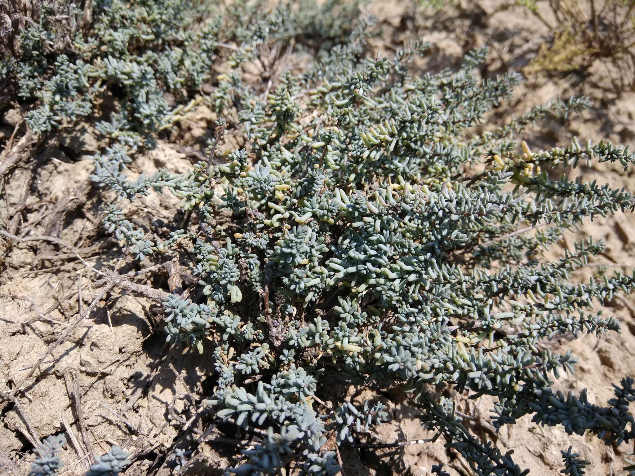 Nitrosalsola ericoides (M. Bieb.) Theodorova resmi