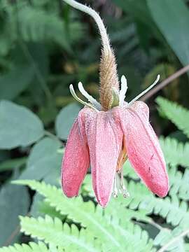 Image of Caiophora hibiscifolia Urban & Gilg