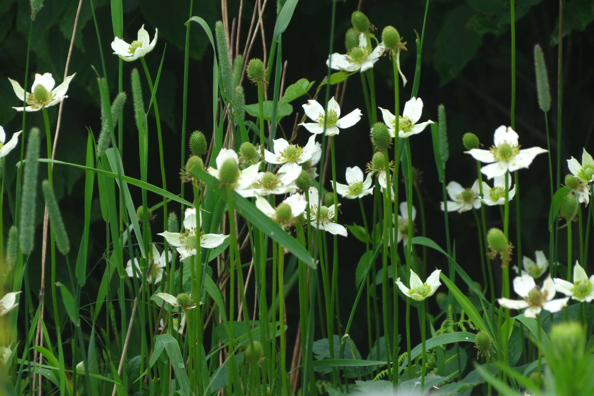 Image of tall thimbleweed