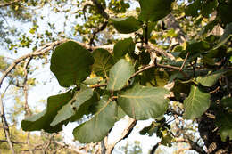 Imagem de Quercus radiata Trel.