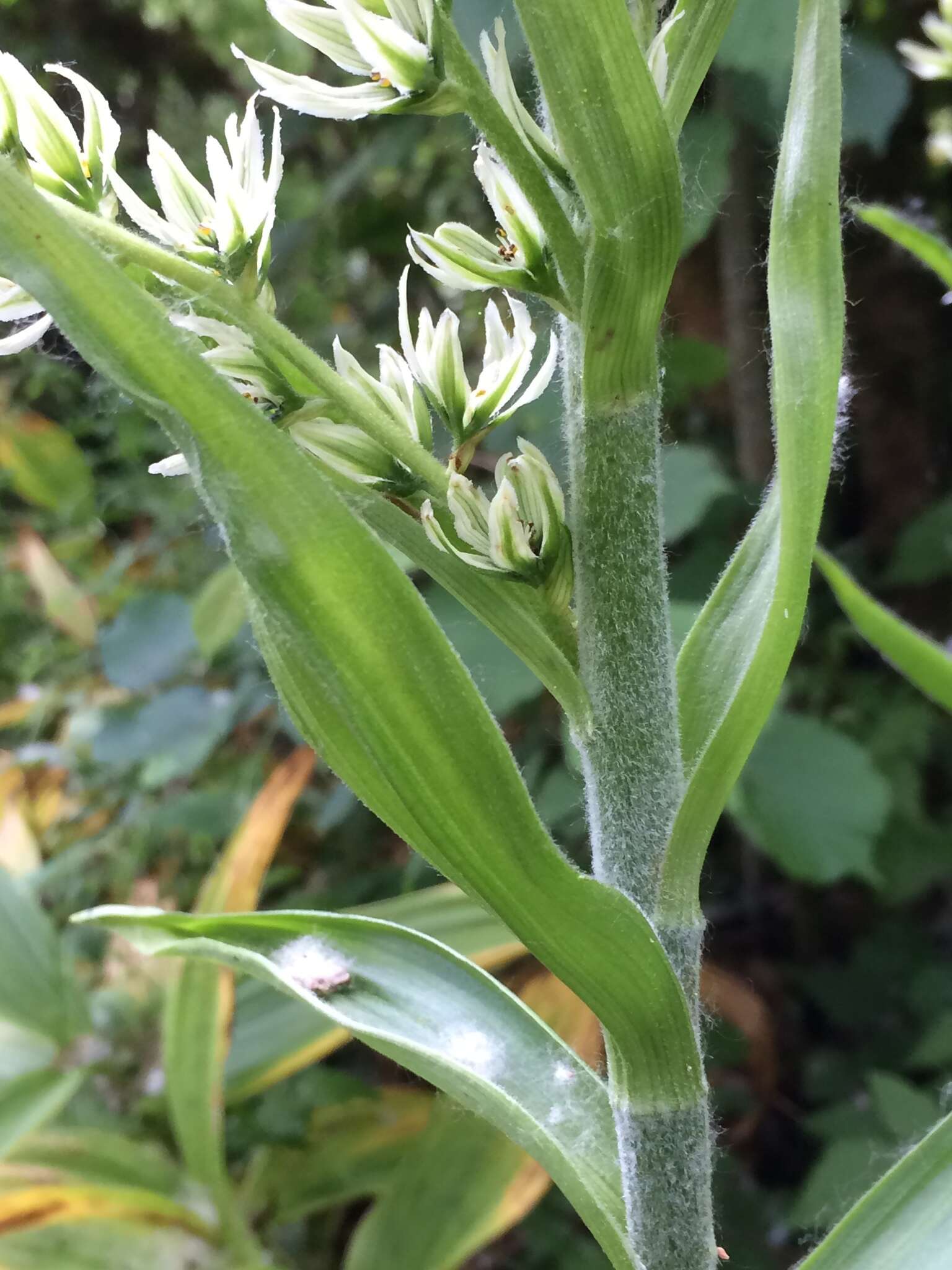 صورة Veratrum californicum var. caudatum (A. Heller) C. L. Hitchc.