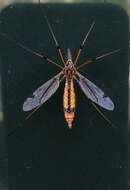 Tipula (Hesperotipula) californica (Doane 1908)的圖片