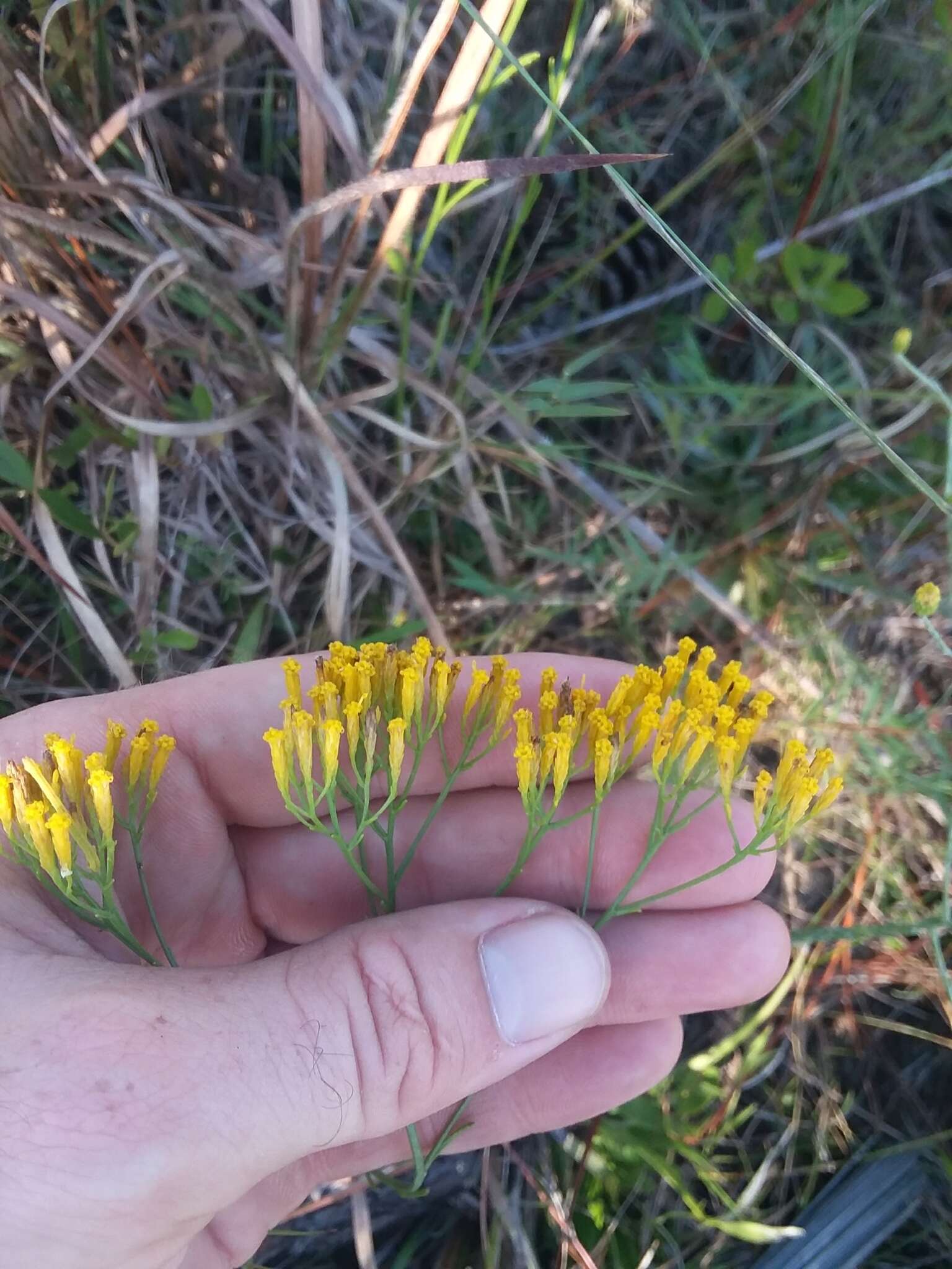 Image of Pineland Rayless-Goldenrod