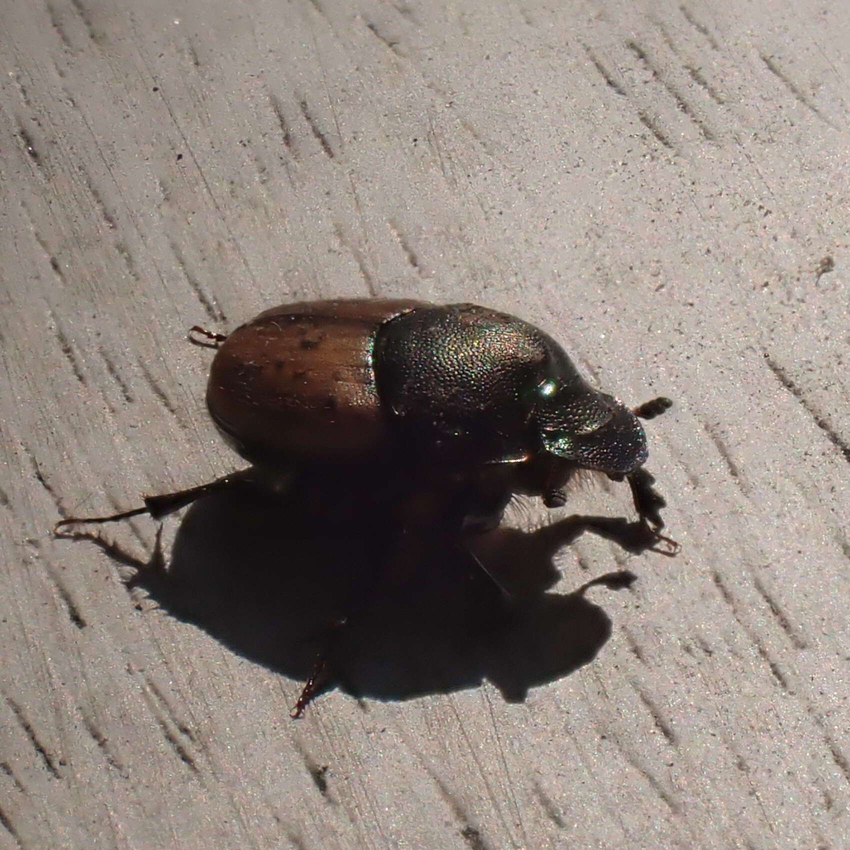 Слика од Onthophagus (Palaeonthophagus) coenobita (Herbst 1783)