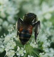 Plancia ëd Andrena rosae Panzer 1801