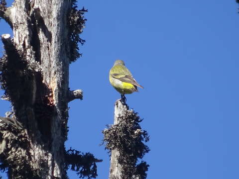 Image of Alpine Citril Finch