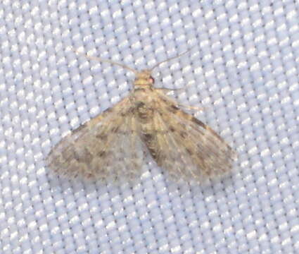 Image of Moth