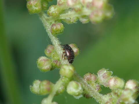 Image of Nettle Pollen Beetle