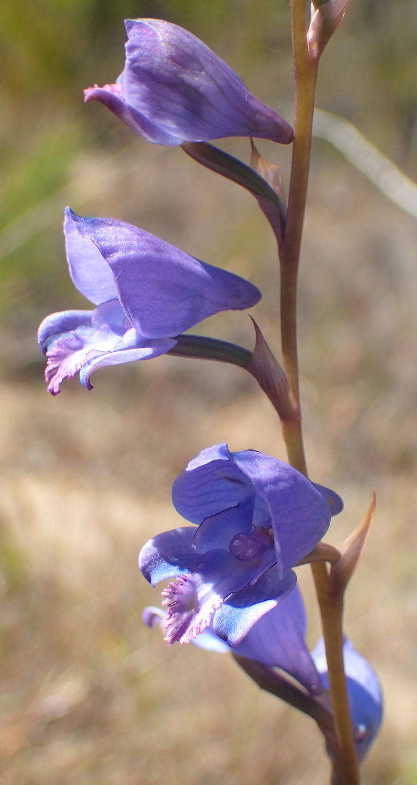 Image of Disa hians (L. fil.) Spreng.