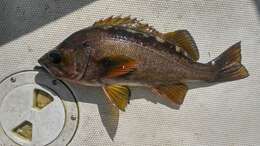 Image of Yellowtail rockfish