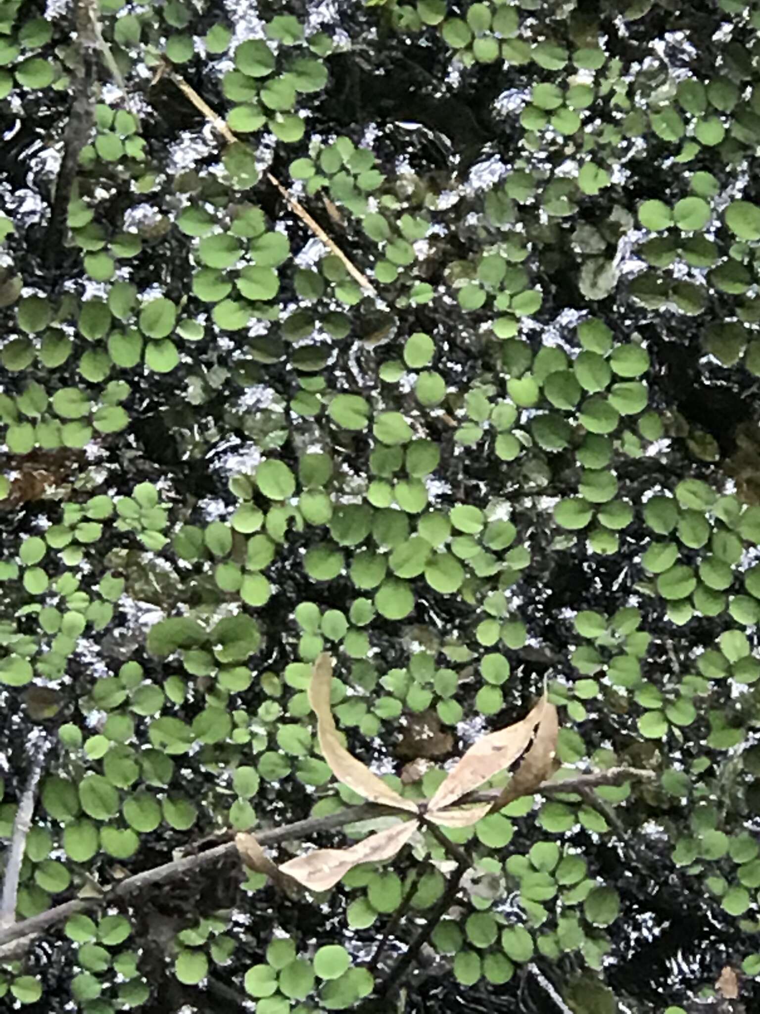 Image of water spangles