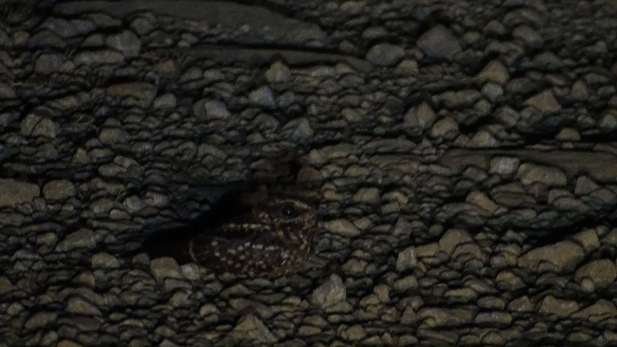 Image of White-tailed Nightjar