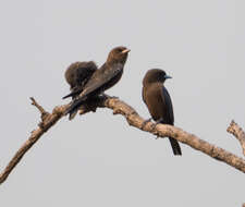 Image of Little Woodswallow