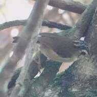 Image of Black-crowned Fulvetta