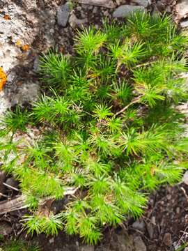 Plantago arborescens Poir. resmi