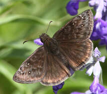 Image of Erynnis meridianus Bell 1927