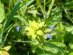 Image of Uromyces pisi-sativi (Pers.) Liro 1908