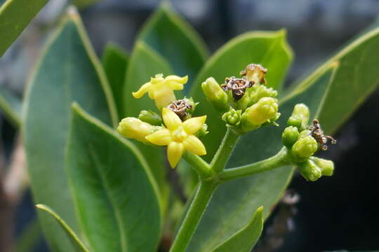 Image of Psychotria isalensis (Bremek.) A. P. Davis & Govaerts