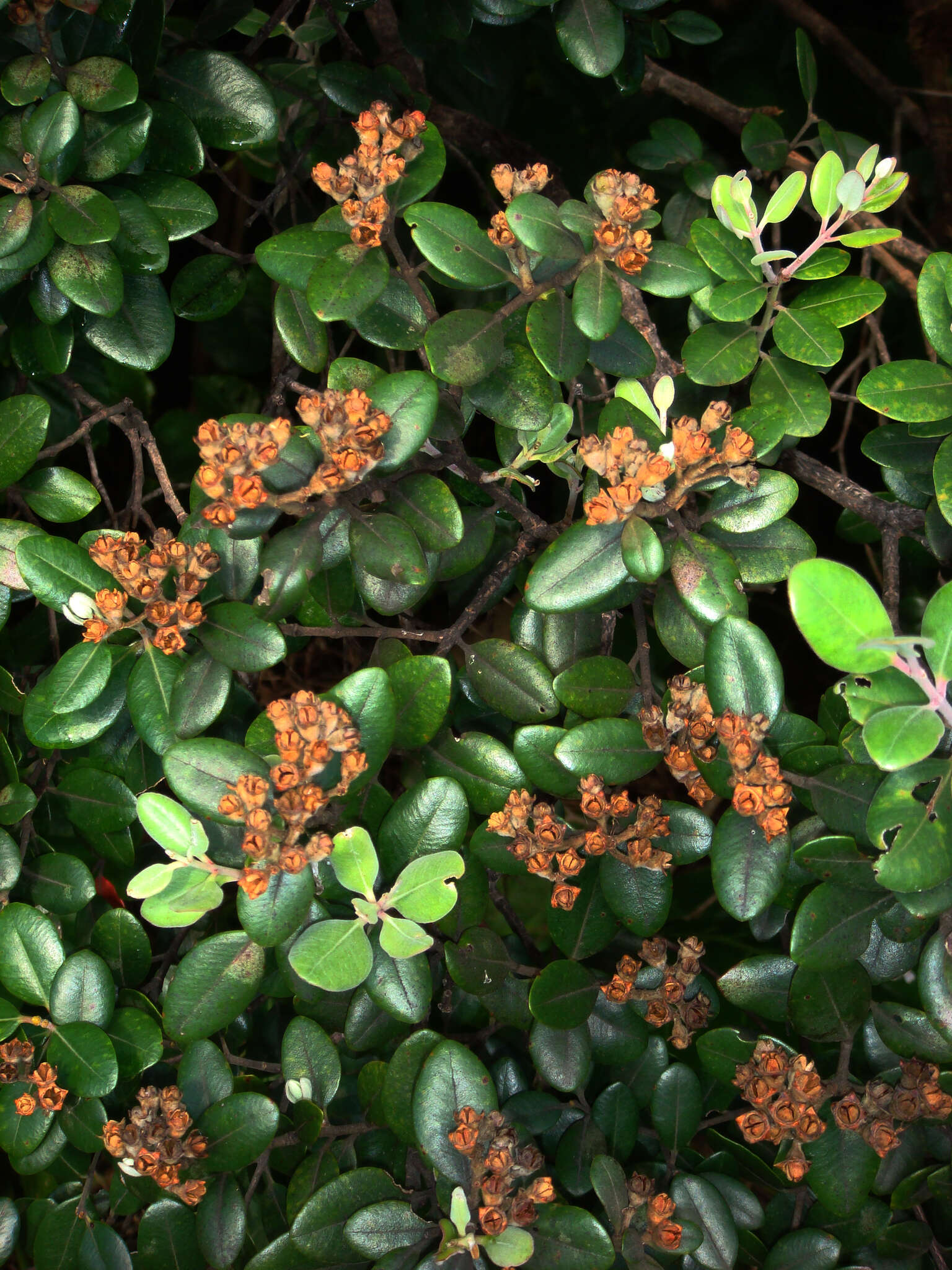 Image of Kermadec pohutukawa