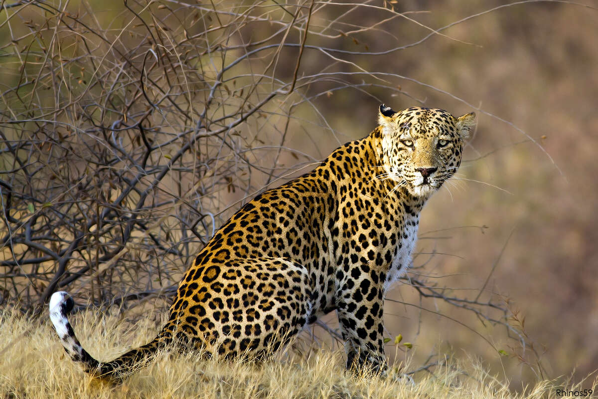 Imagem de Leopardo-indiano