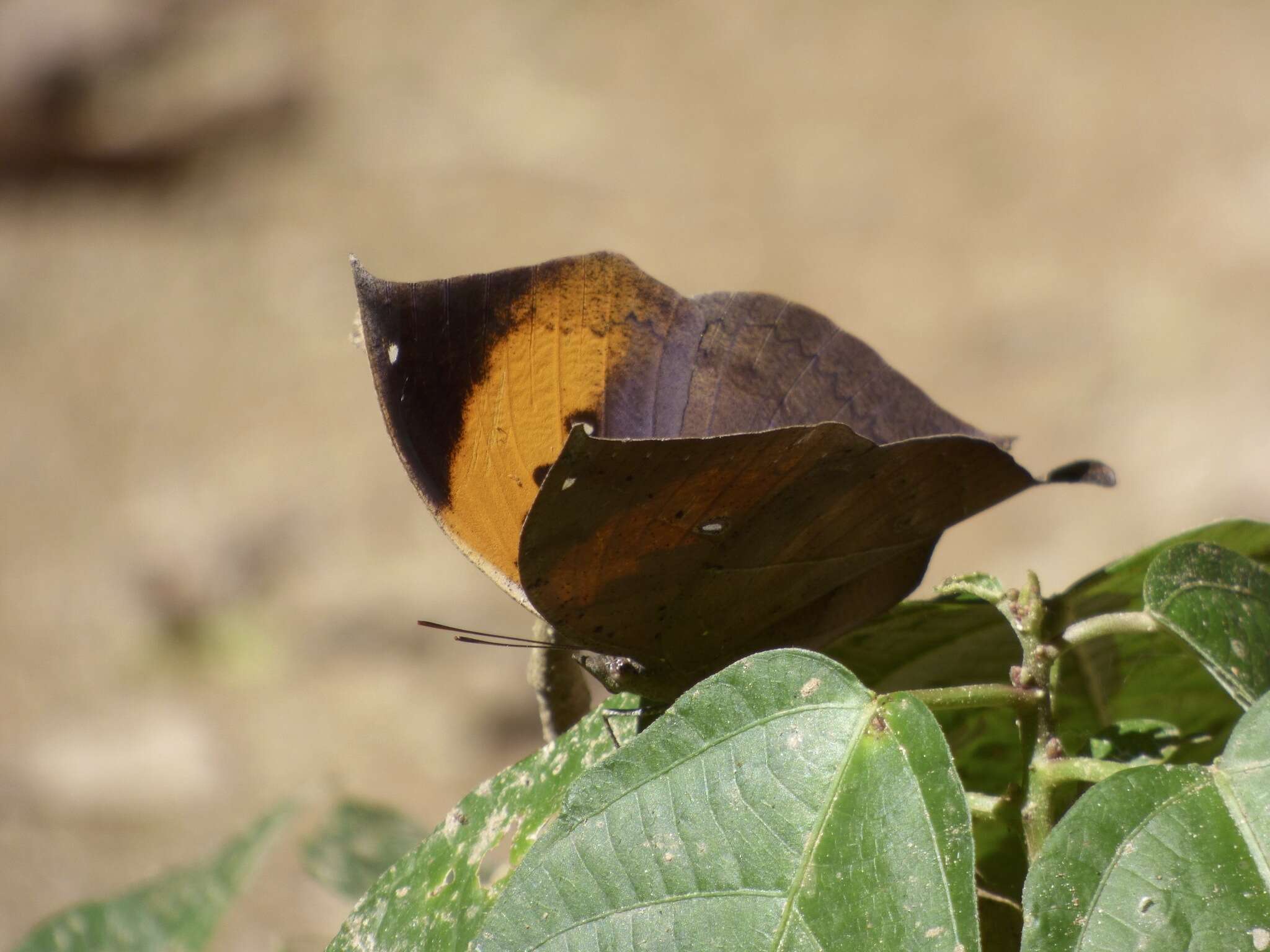 Kallima inachus Boisduval 1836 resmi