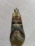 Image of Walnut Shoot Moth