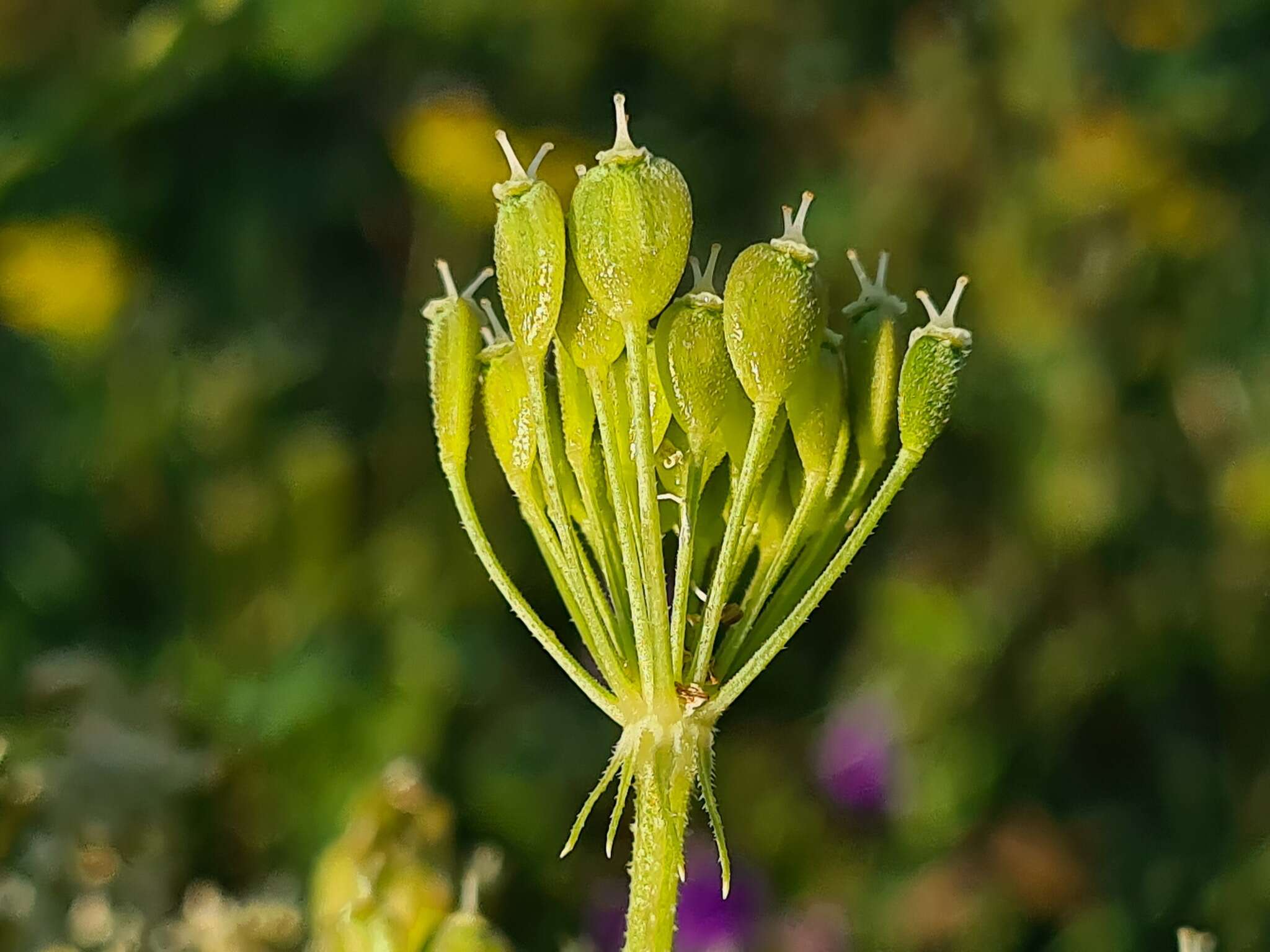 Plancia ëd Heracleum asperum (Hoffm.) Bieb.